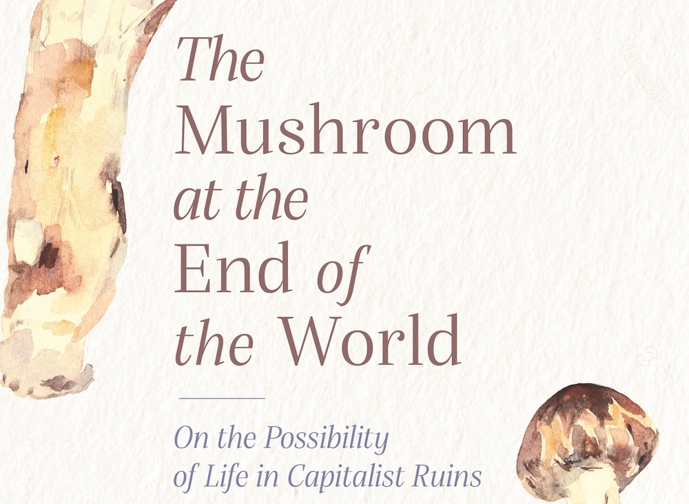 Resisting devastation: looking at the world through the matsutake mushroom